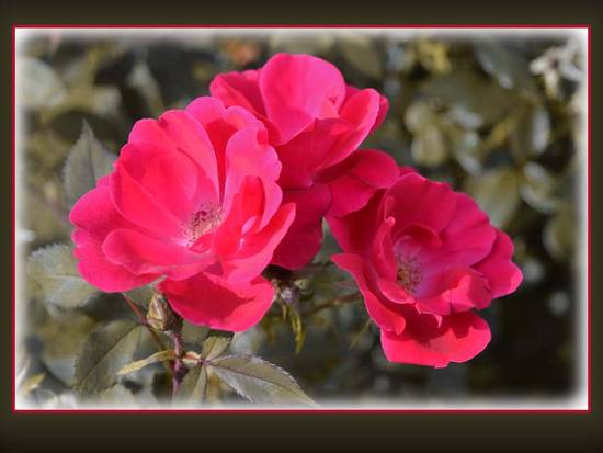 Pink Flowers - Missouri