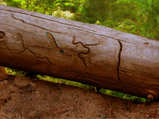 Nature crawling