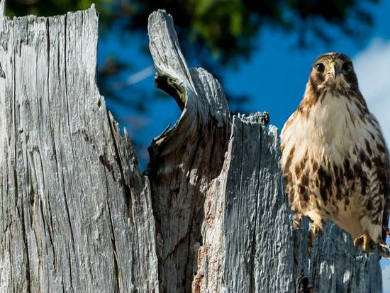 Red Tailed Watcher