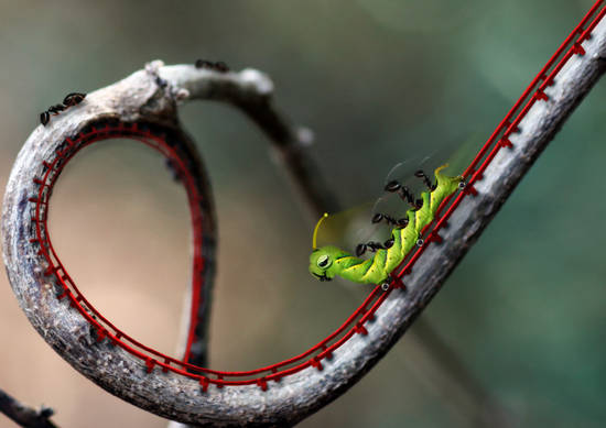 Ant Rollercoaster