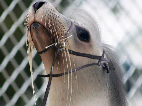 sealhorse