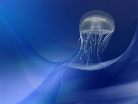 Jellyfish