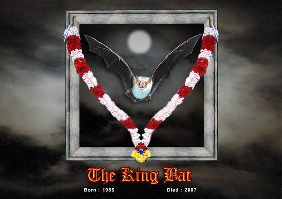 The King Bat