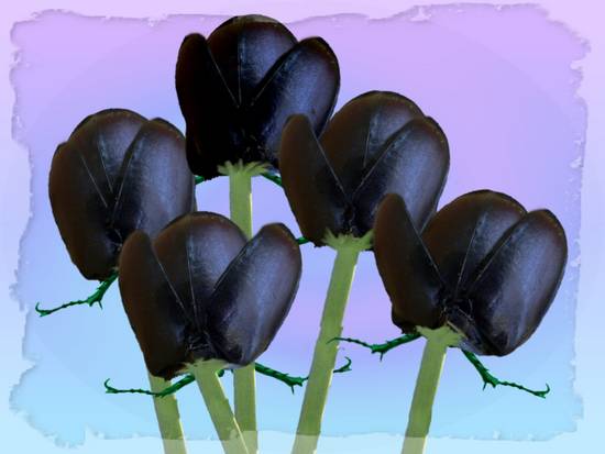 Black Tulips