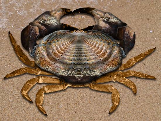 Sea Crab