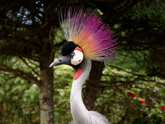 Crowned Crane