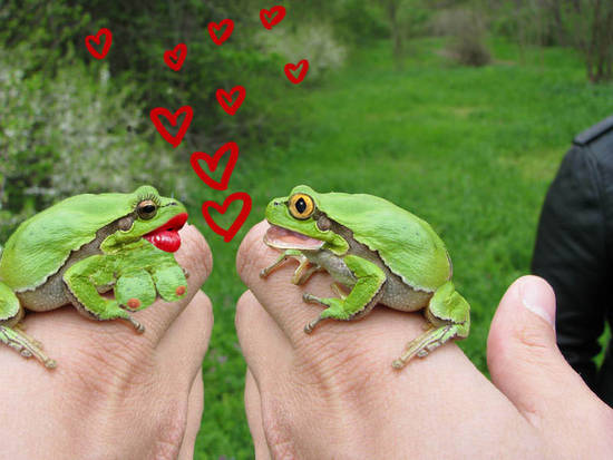 Froggy love