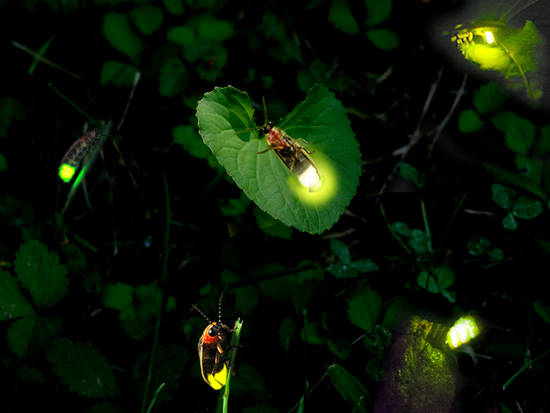 Fireflies