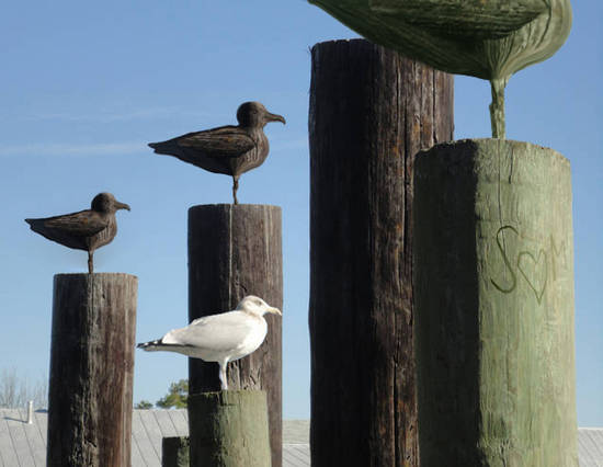 Wooden Gulls