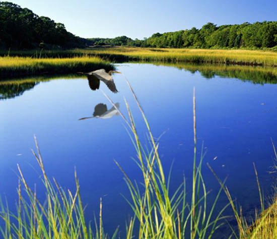 Swamp Heron