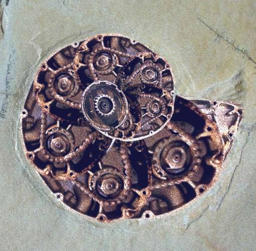 Fossil