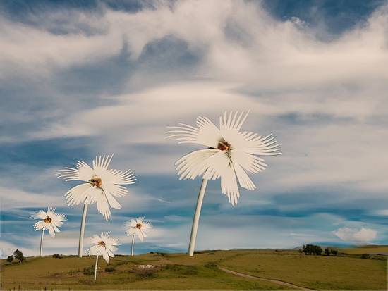 Daisy Field