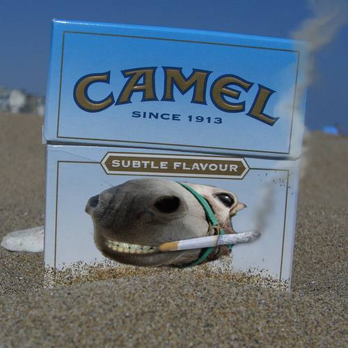 camel.....