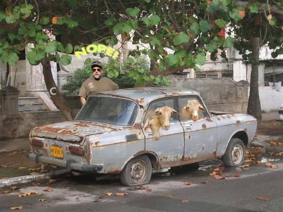 GOATS IN A CAR!