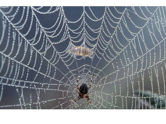 spider snack