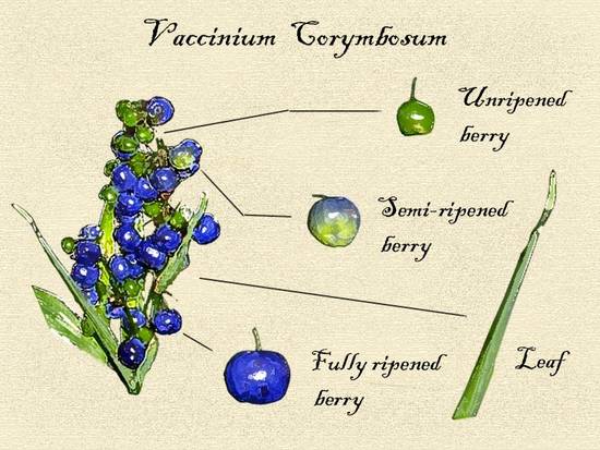 Botanical Illustration