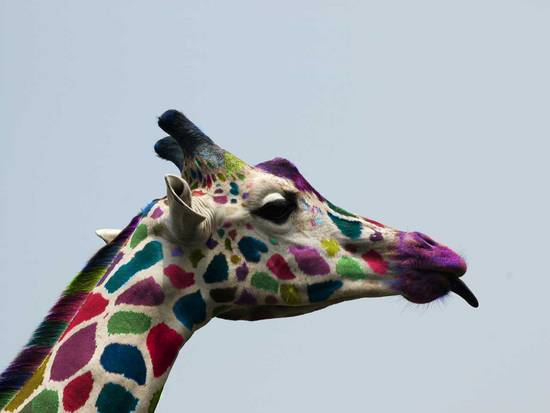 a giraffe of many colors