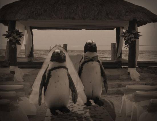 Penguin Wedding