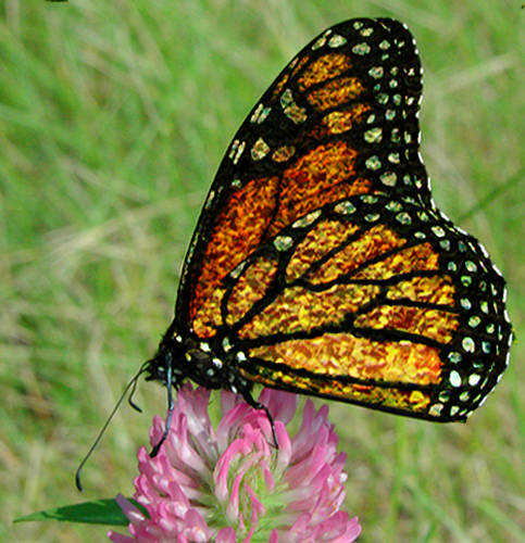 stoned butterfly