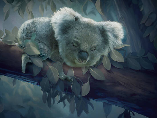 Koala Pup