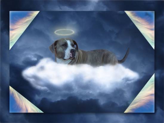 Heavenly Hound