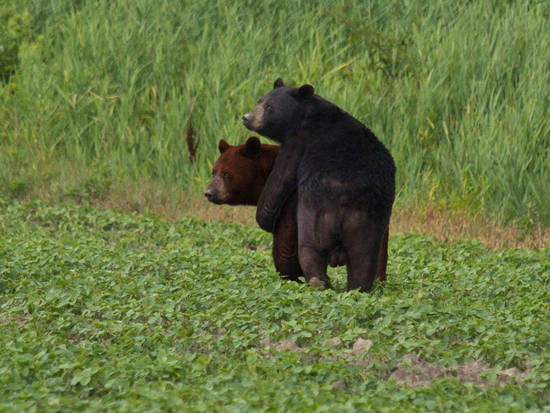 Spring is in the Bear