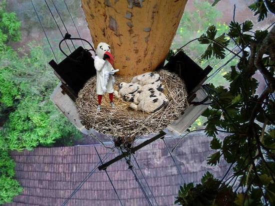 Stork family