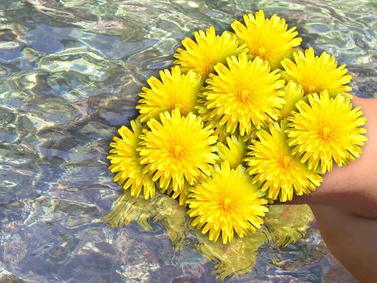 Flowers in Water