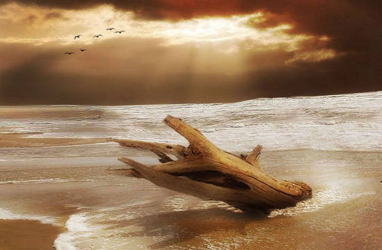 Driftwood