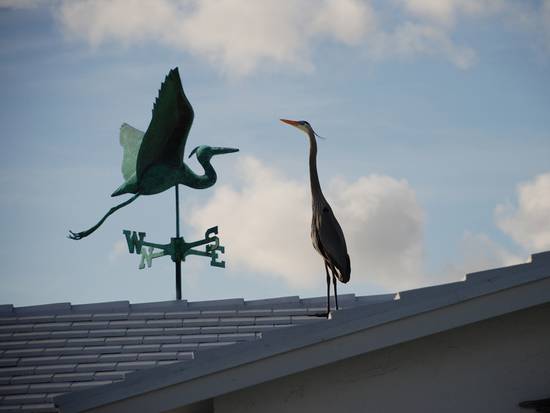 Weather Vane