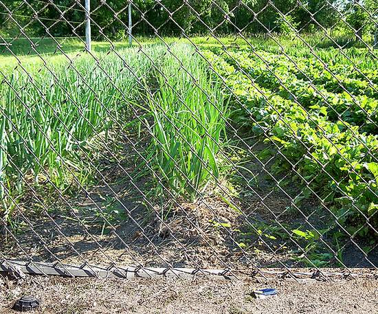 vegetable garden