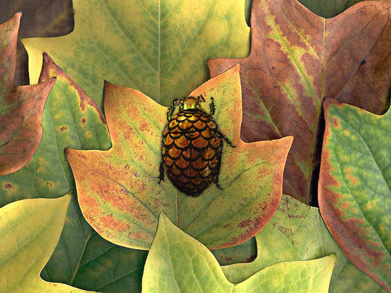 A Stoned Beetle