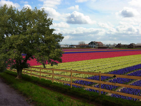 Springtime in Holland