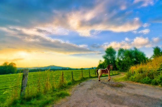 Tilt-shift Horse