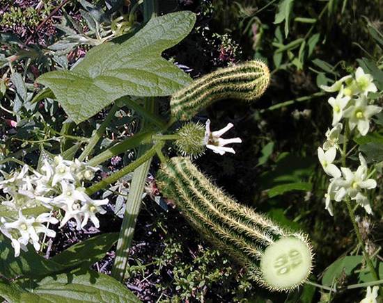 wild cucumber