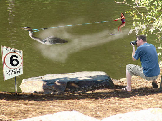 Speeding Ski Bird!