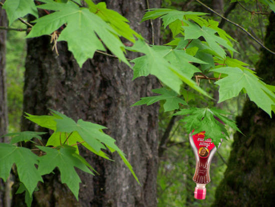 REAL MAPLE SYRUP!!!!