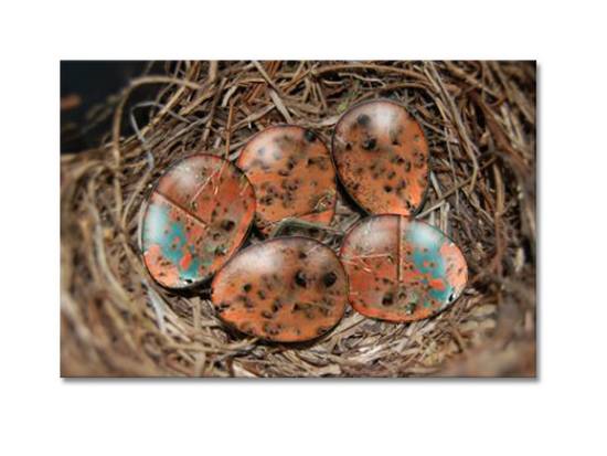 Bird of paradise eggs