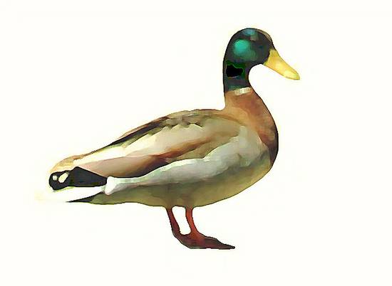 Duck of Watercolors