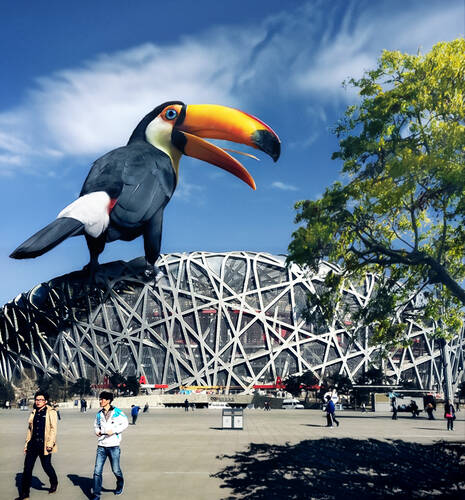 Giant Toco Toucan Nest 