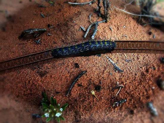 Caterpillar Train