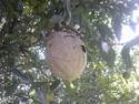 Tree Nest