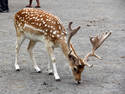 Spotted Deer