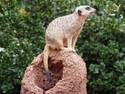 Meerkat Lookout