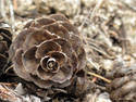 Pinecone Top