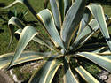 Large Aloe Vera