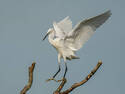 White Egret