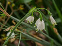 Snowdrops