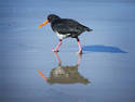 Oyster Catcher