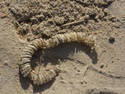 Whelk Eggs